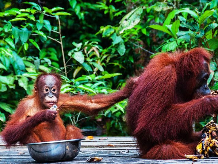 A Glimpse of Kalimantan: The Exotic Beauty of Borneo