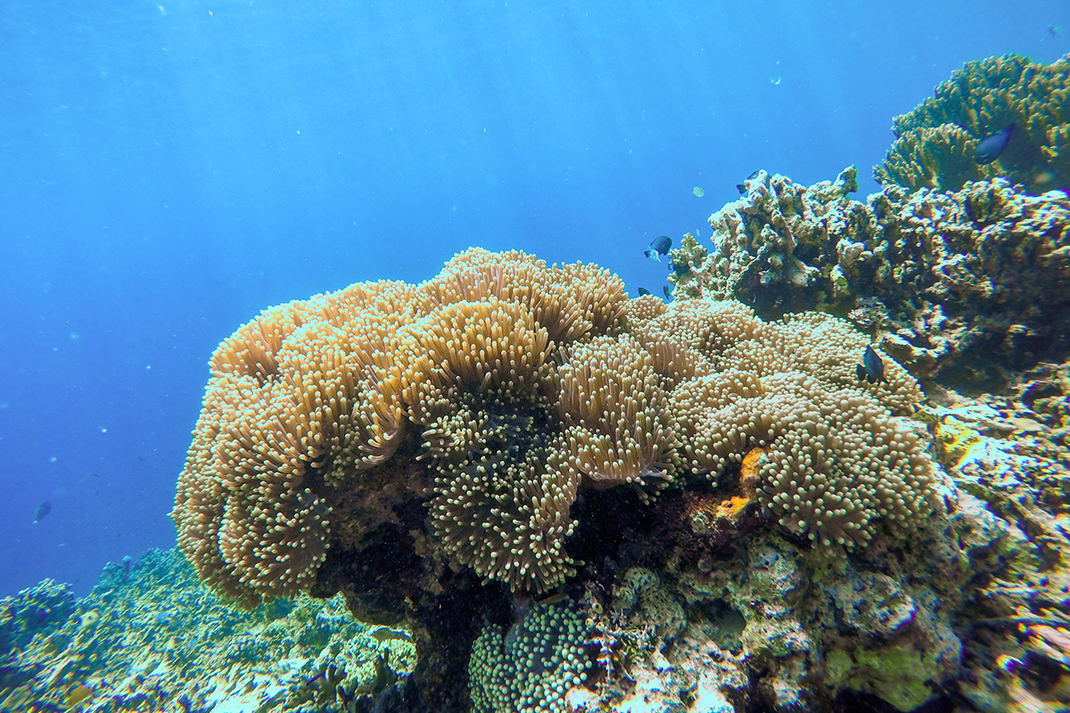 underwater