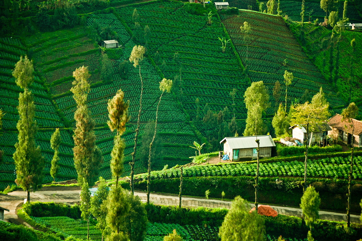 Village Tourism