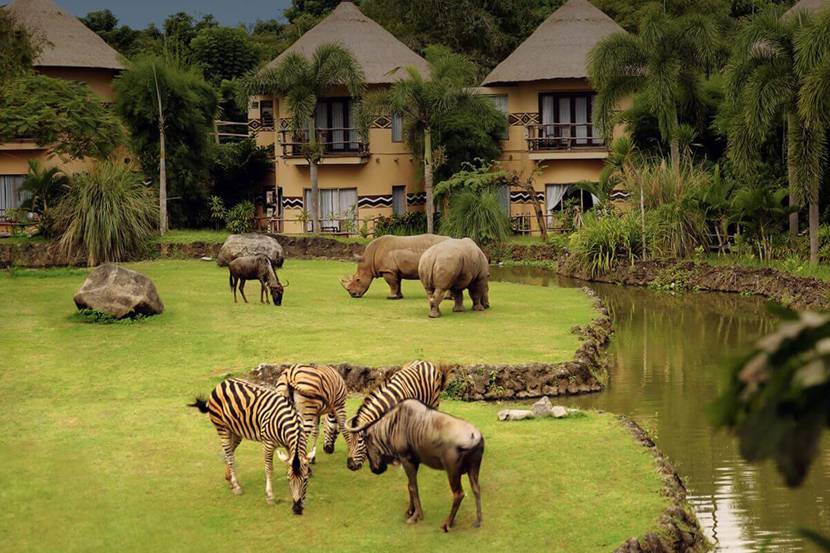 safari