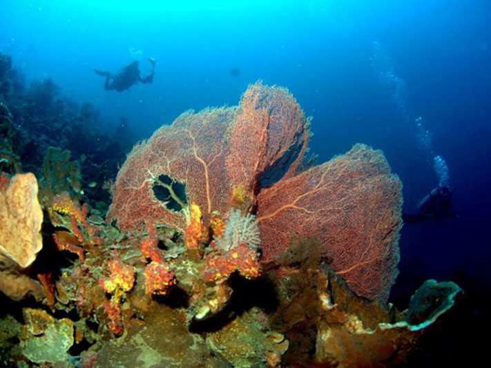 Fall in Love All Over Again on Pulo Cinta in Gorontalo