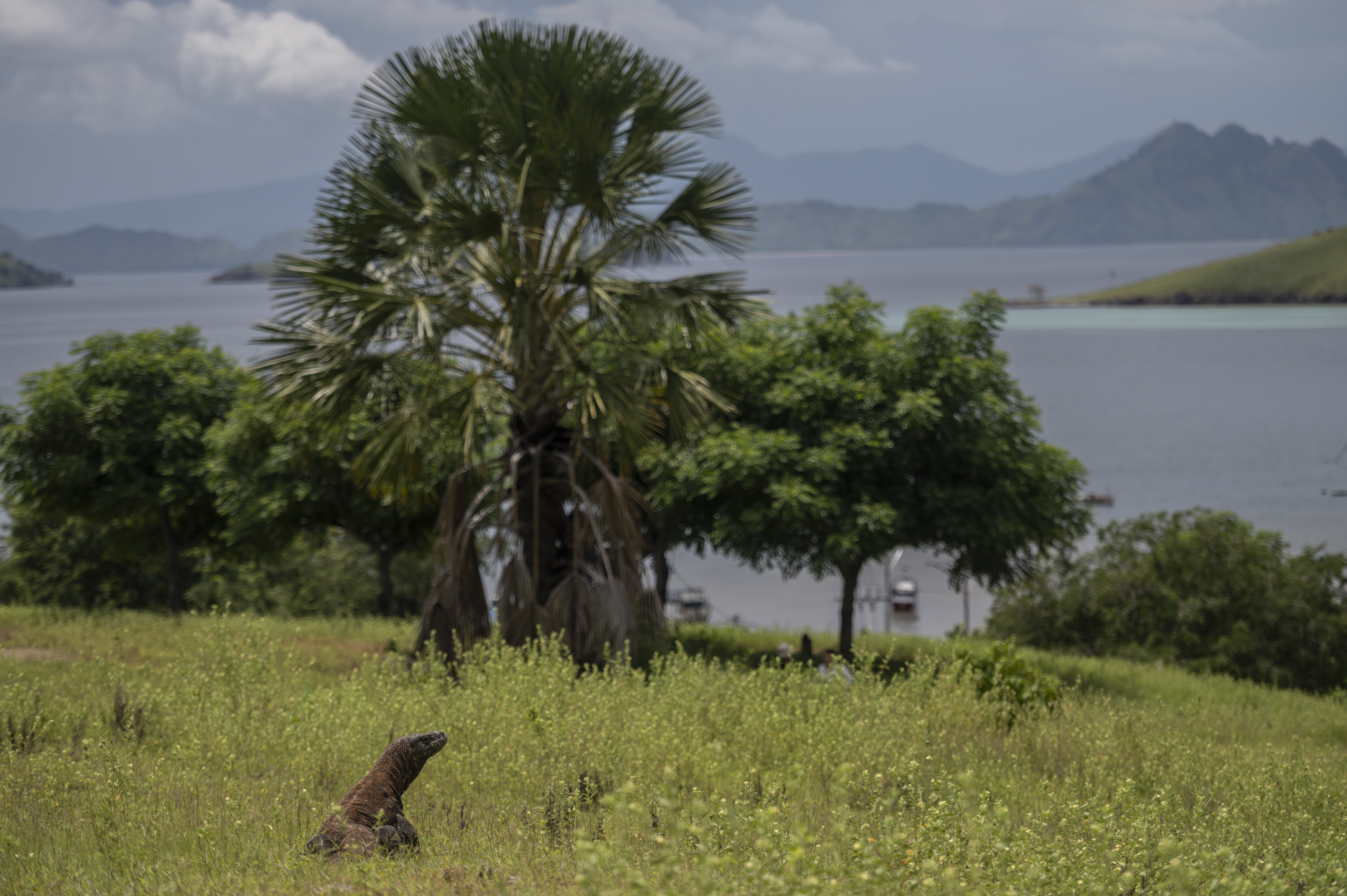 komodo dan view bukit