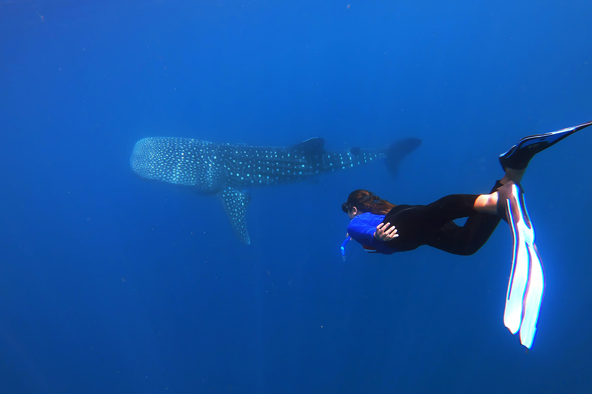 stourists whale shark diving in Botubarani Gorontalo