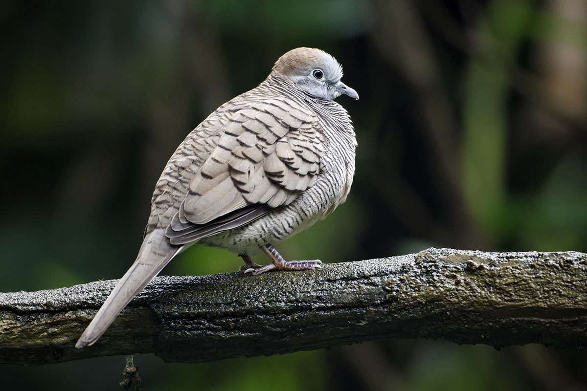 Potret burung perkutut Jawa