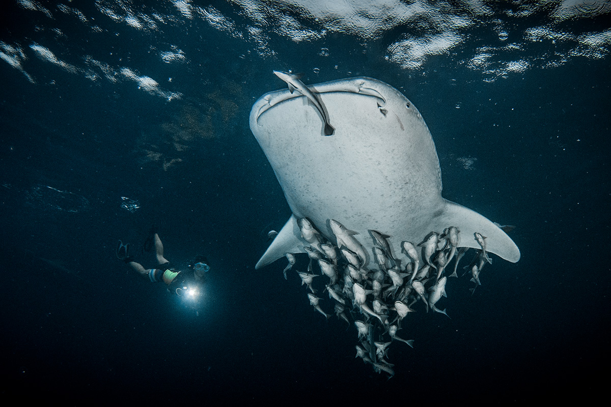 viewing whale sharks from above in Talisayan Derawan Kalimantan