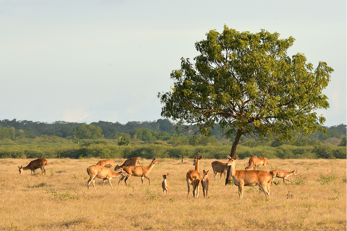 Experience These 10 Amazing Nature Activities While in East Java