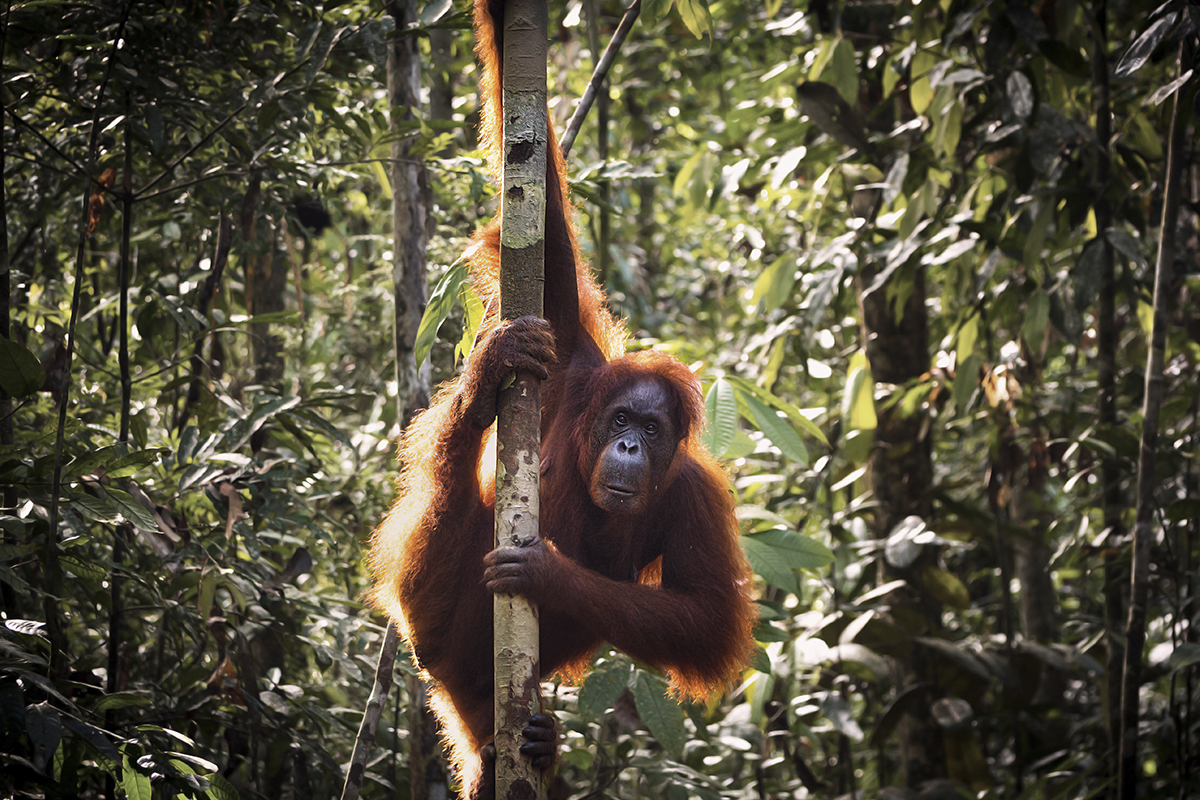9 taman nasional