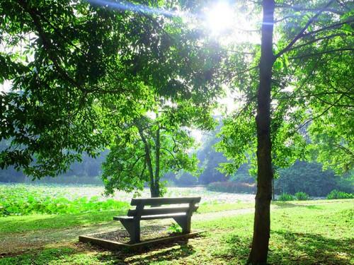 Savouring the Nature’s Grandeur of Bogor Botanical Garden