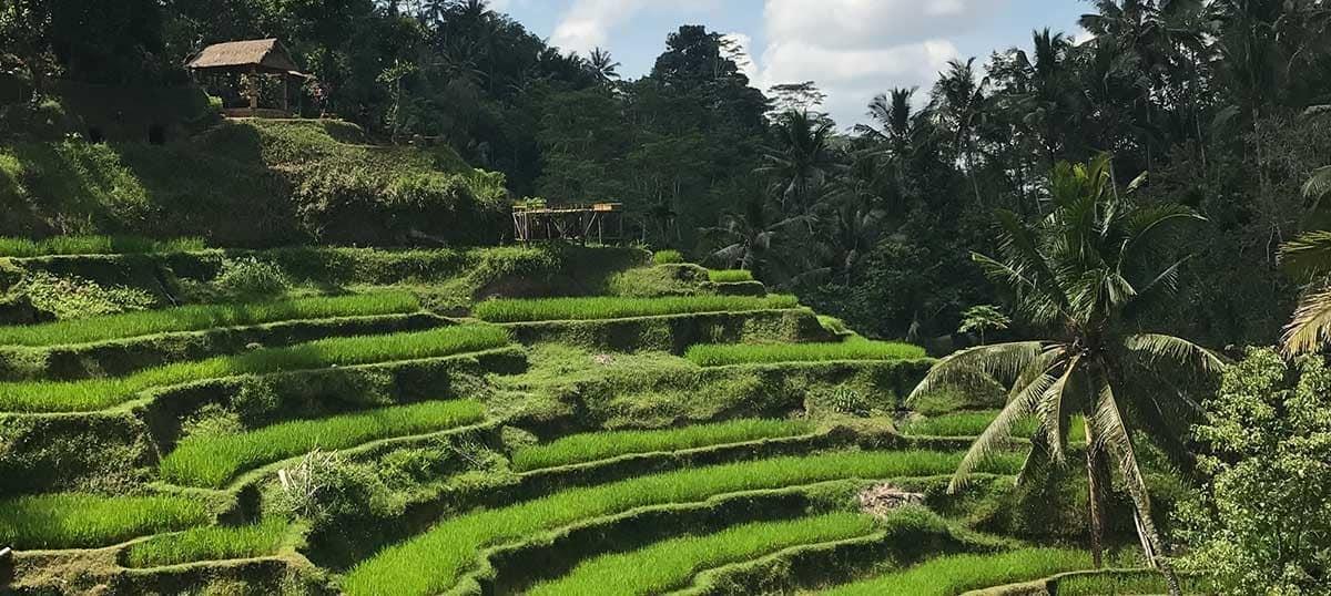 Ubud The Magical City of Nature and Luxury